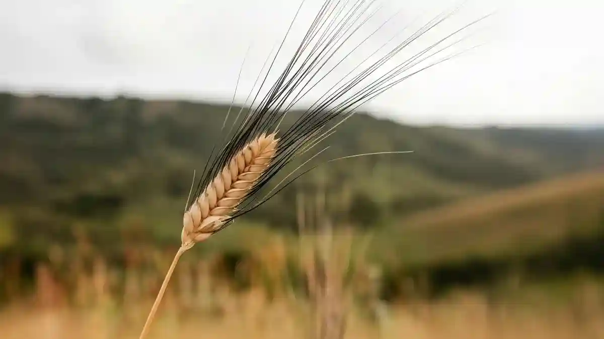 Source de Farine de khorazon